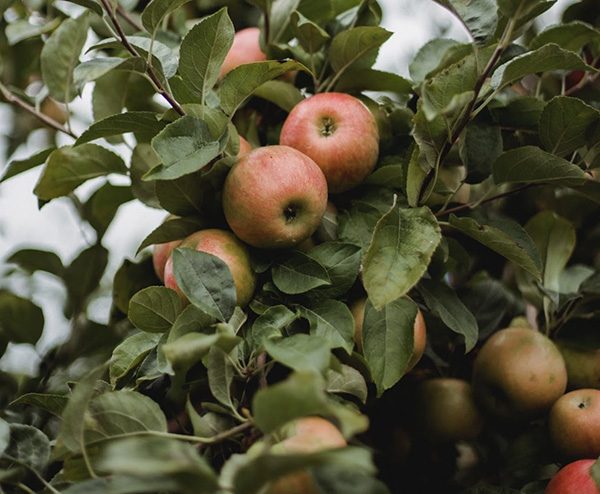 sac de luxe cuir de pomme